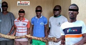 Trafic d’Ivoire à Sokodé-Togo : la main lourde de la justice contre cinq trafiquants de défenses d’éléphants ledebaticoirien.net