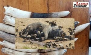 Togo-trafic d’Ivoire à SOKODE : la main lourde de la justice contre cinq trafiquants de défenses d’éléphants ledebativoirien.net