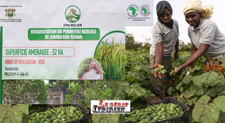 Côte d’Ivoire-révolution agricole en marche ? Des résultats probants pour 461 600 bénéficiaires du Projet de pôle agro-industriel dans la région du Bélier ledebativoirien.net