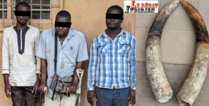 Lomé-Togo-Trafic d’espèces protégées : trois trafiquants d’ivoire arrêtés puis déférés ledebativoirien.net