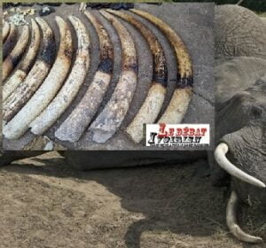 Espèce en danger critique d’extinction : le commerce illicite d’ivoire détruit davantage les éléphants d’Afrique ledebativoirien.net