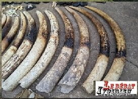 Espèce en danger critique d’extinction : le commerce illicite d’ivoire détruit davantage les éléphants d’Afrique ledebativoirien.net
