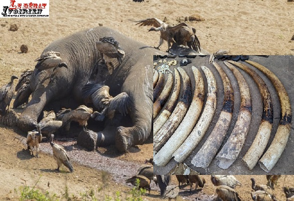 massacre des éléphants en Afrique-Ledebativoirien.net