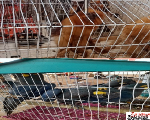 Trafic international d’espèces entièrement protégées : arrestation des trafiquants venant du Brésil aux larges du Togo ledebativoirien.net