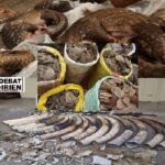 Trafic illicite d’espèces sauvages protégées : du pangolin à l’éléphant, le mythe de l’ivoire et des écailles