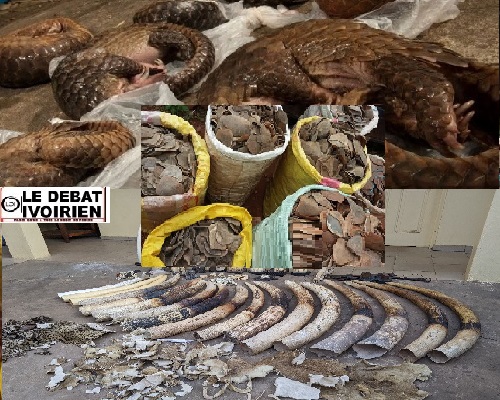 Trafic illicite d’espèces sauvages protégées : du pangolin à l’éléphant, le mythe de l’ivoire et des écailles Ledebativoirien.net