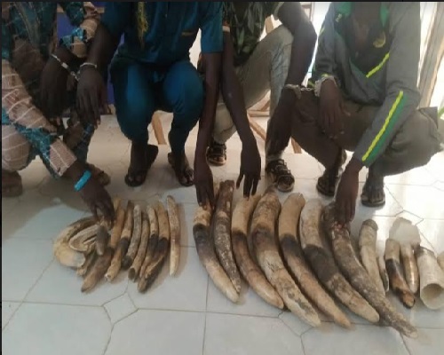 Intensification de la lutte contre le trafic d’espèces protégées : 2 togolais et 2 burkinabè trafiquants d'ivoire arrêtés au Togo LEDEBATIVOIRIEN.NET